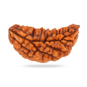 One Face Rudraksha