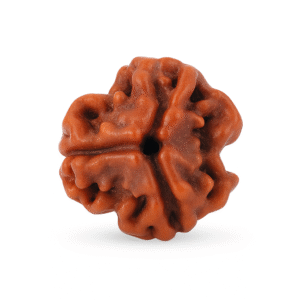 Three Face Rudraksha