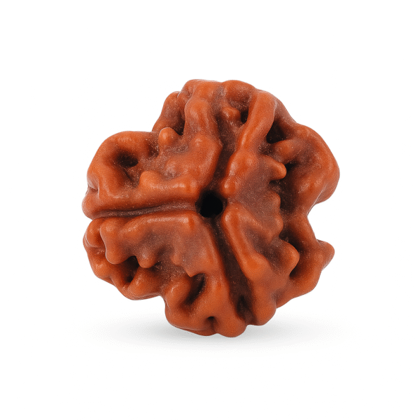 Three Face Rudraksha (Low)