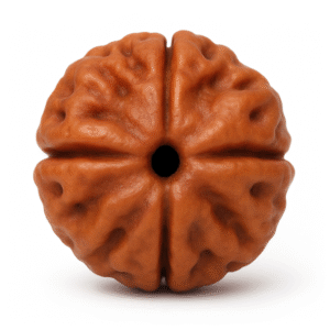 Four Face Rudraksha
