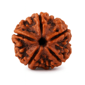 Five Face Rudraksha