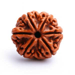 Six Face Rudraksha