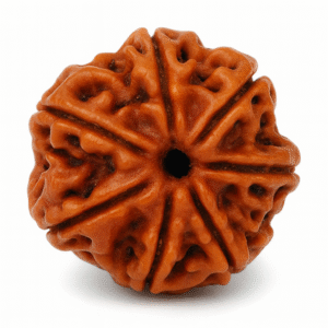 Seven Face Rudraksha