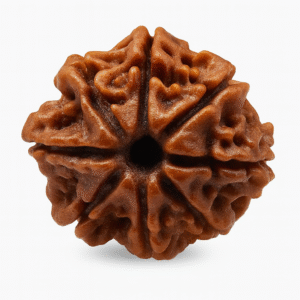 Eight Face Rudraksha