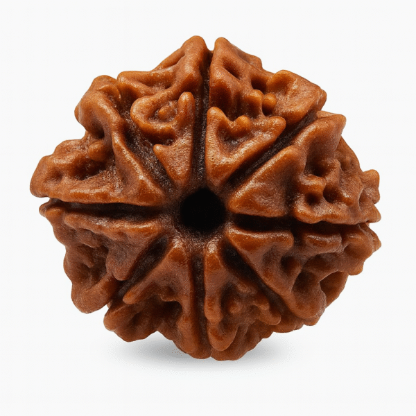 Eight Face Rudraksha (Refurbished)