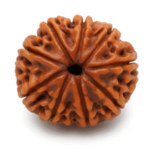 Nine Face Rudraksha