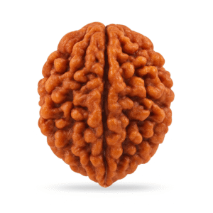 Two Face Rudraksha