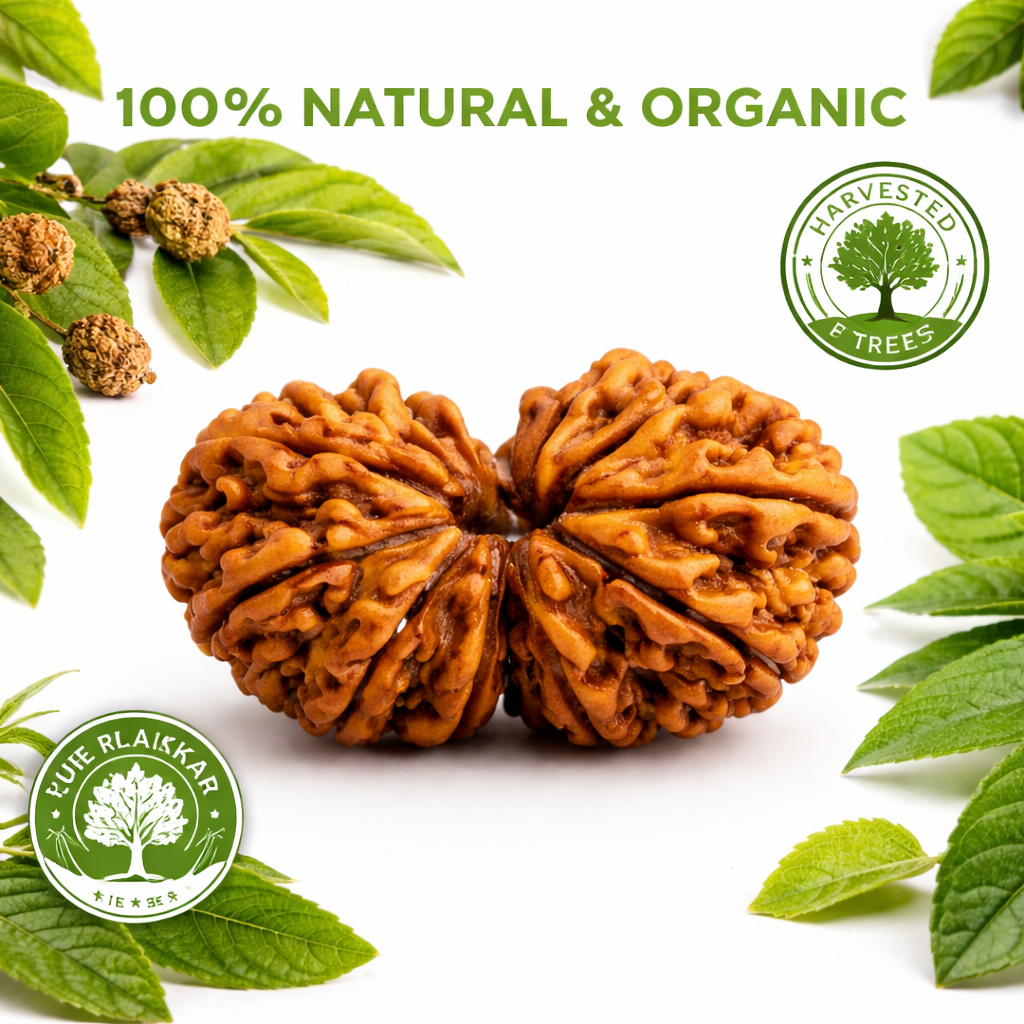 Gauri Shankar Rudraksha (ST Aura) - Image 2