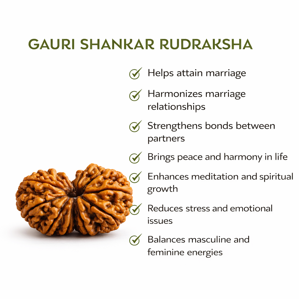 Gauri Shankar Rudraksha (ST Aura) - Image 4
